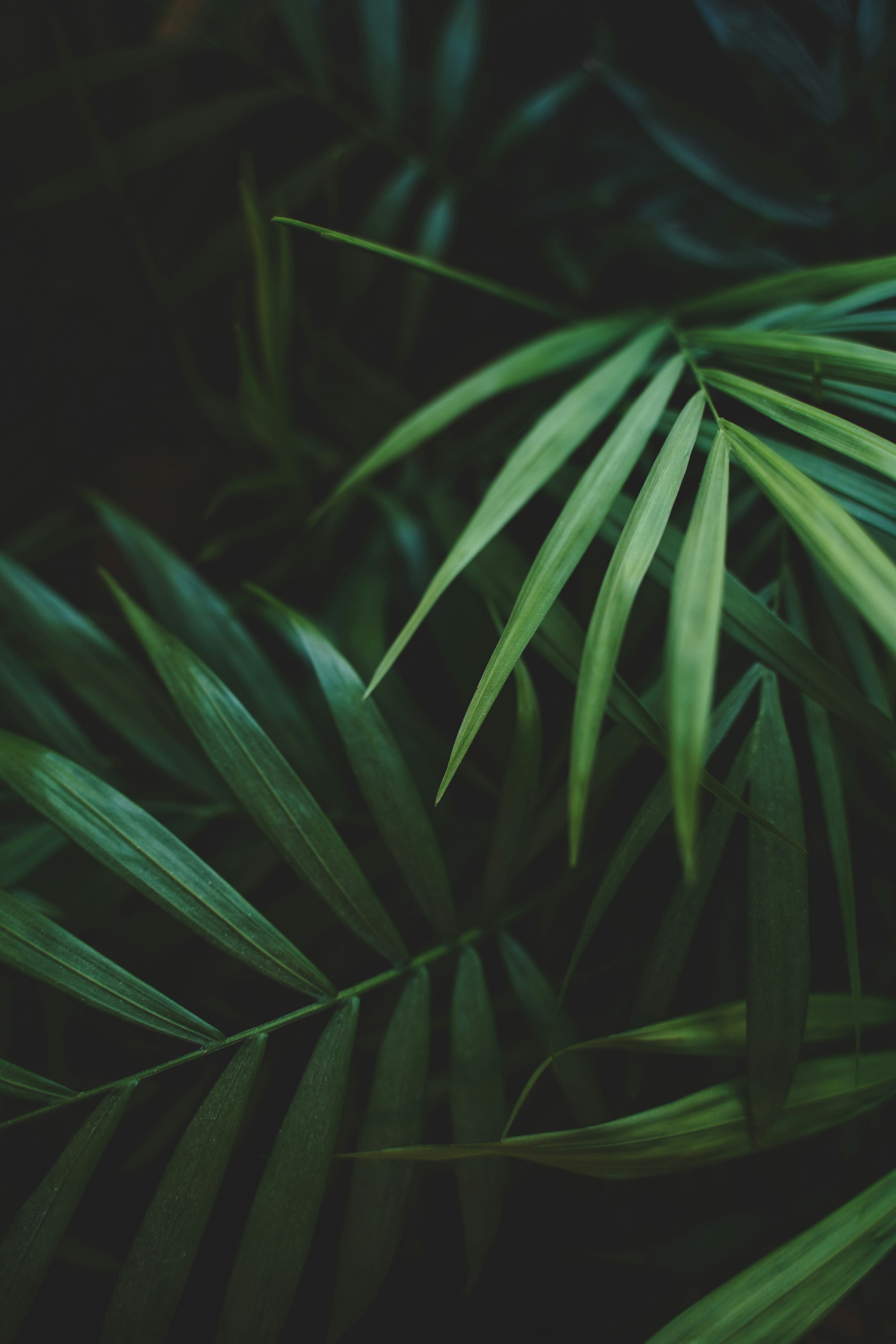 green leaf plant in close up photography